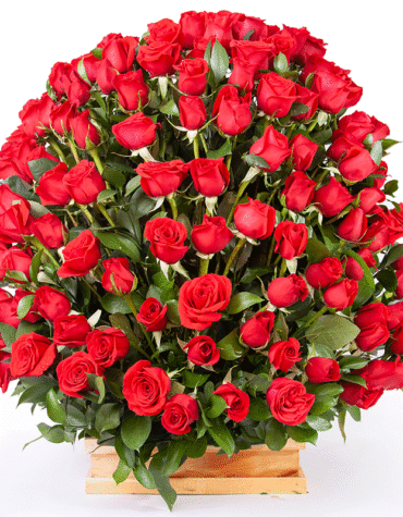 Half round of 100 red roses
